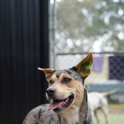 Matilda