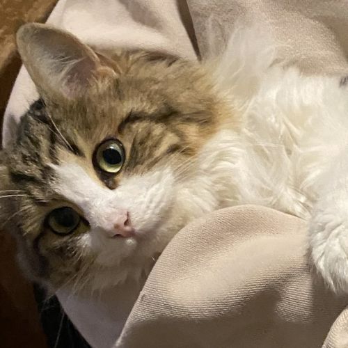 Hermione
