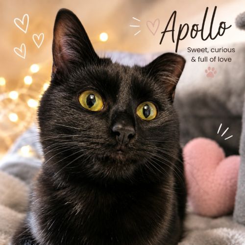 Apollo