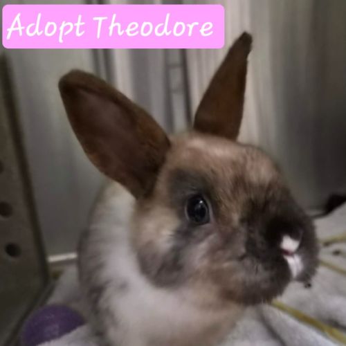 Theodore 