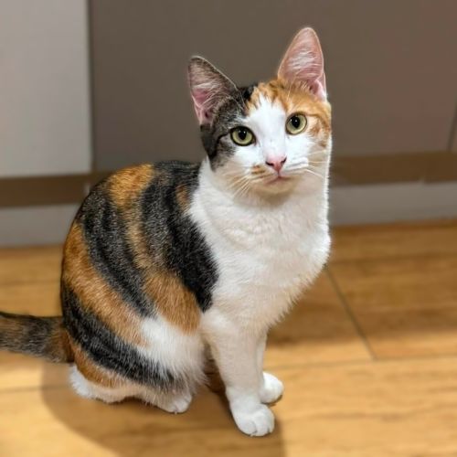 Daphne