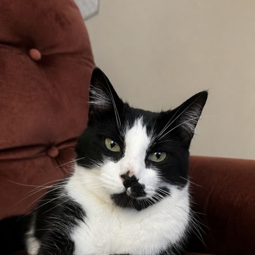 Theodore 