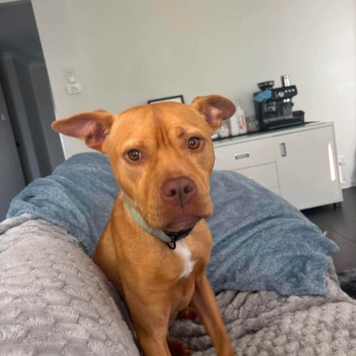 Koba - 1.5 Year Old American Staffy X Kelpie