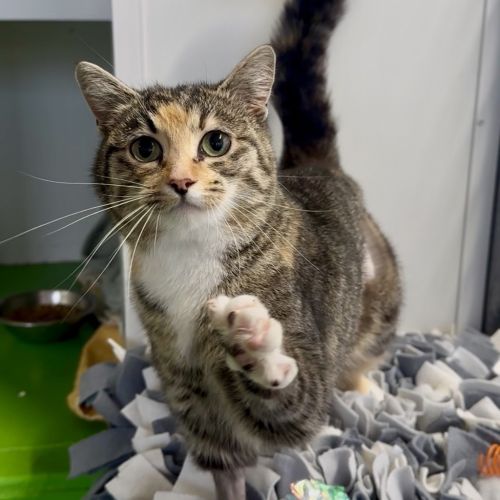 Nutmeg
