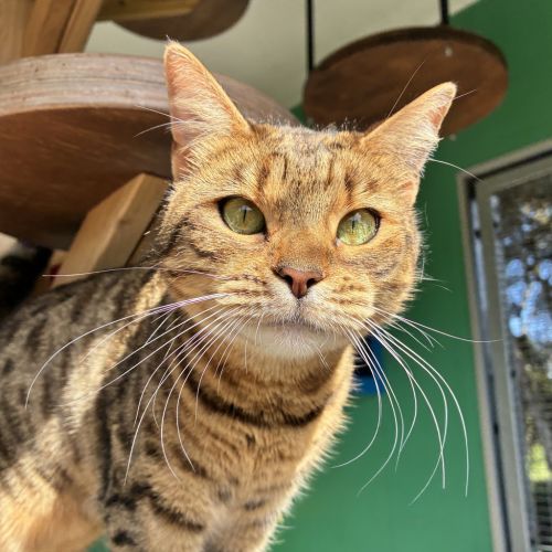 Widget