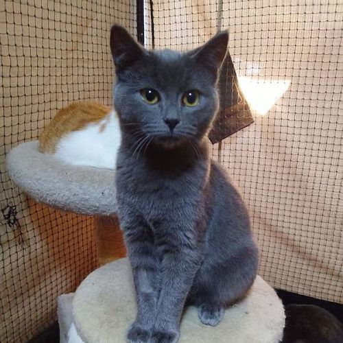 Pepper