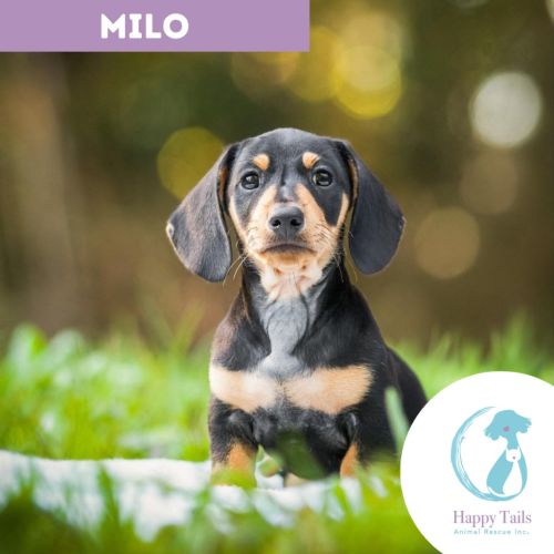 Milo