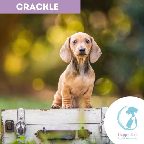 Crackle