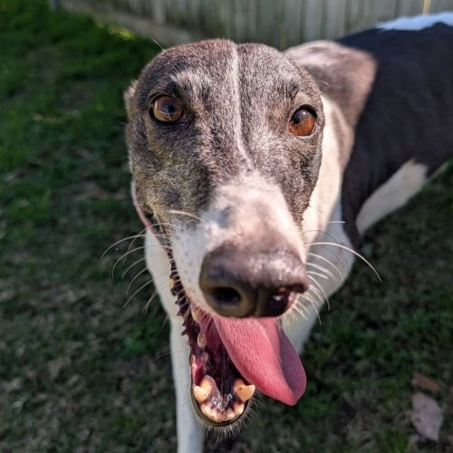 Tricia The Greyhound