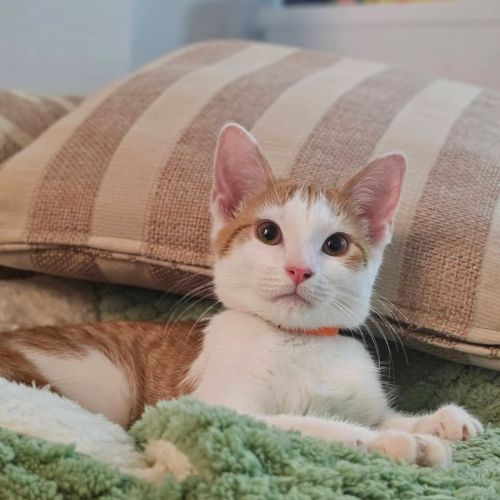 Cheeto
