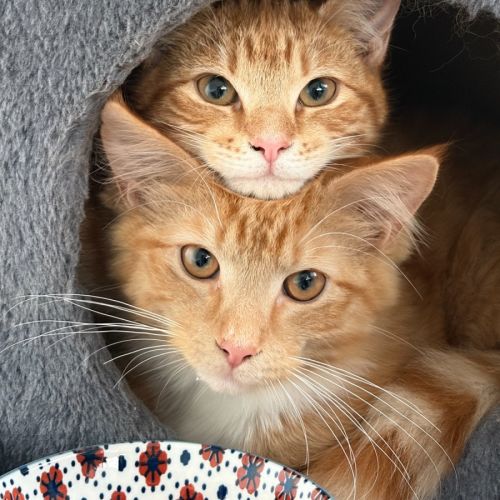 Flora and Sunny