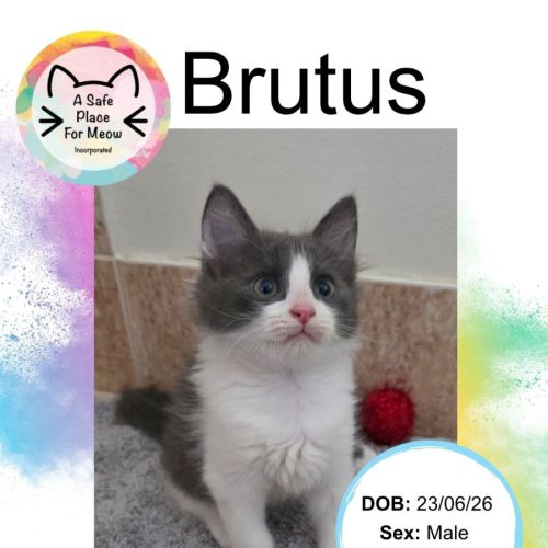 Brutus