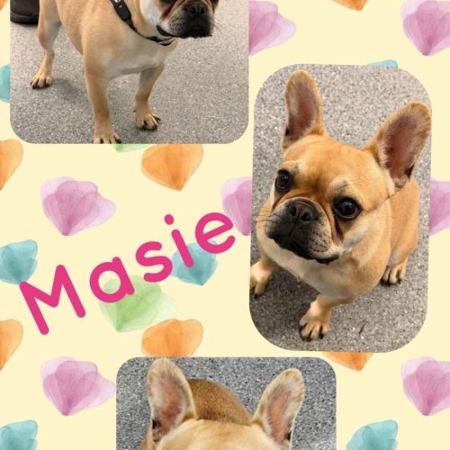 Masie