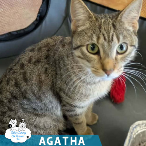 Agatha