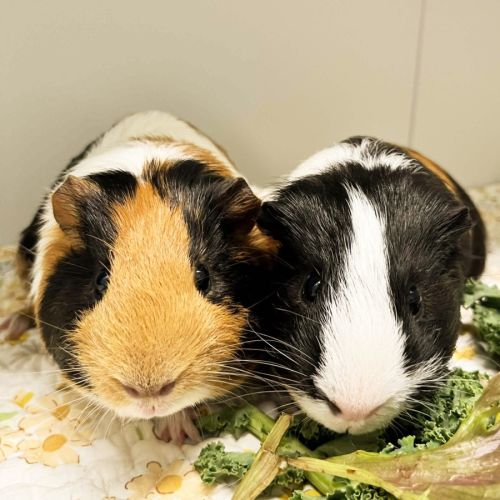 Bramble & Burr