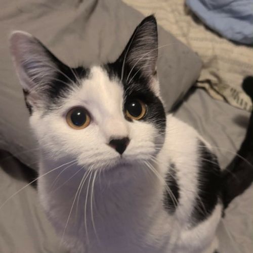 Lentil