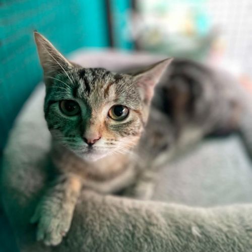 Zosia**2nd chance cat rescue**