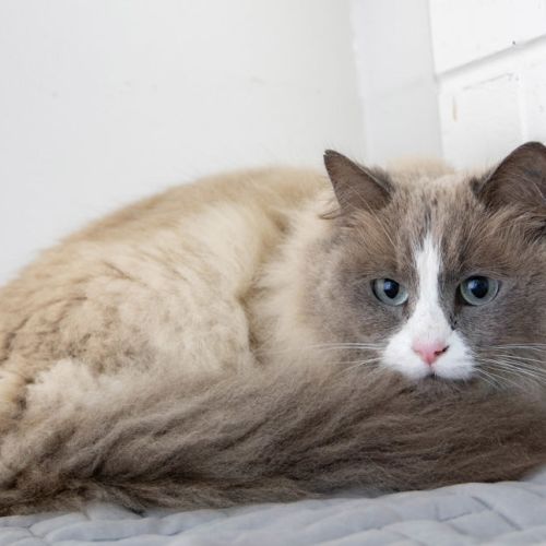 Mimi
