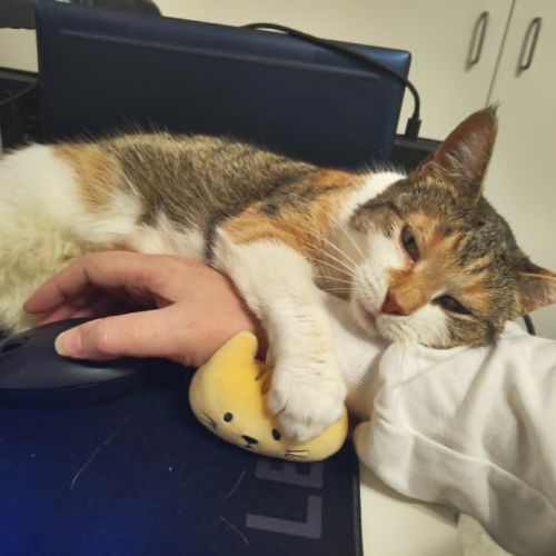 Purrtunia