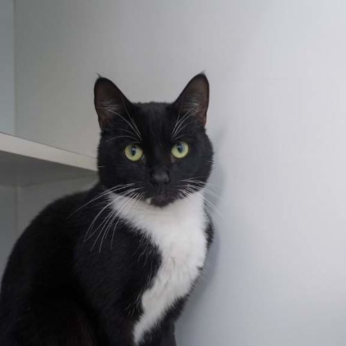 Tux