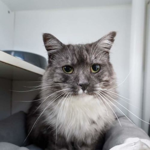 Cornelius