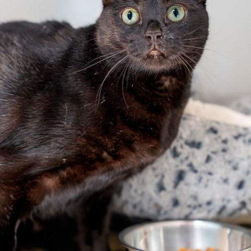 Cleopatra