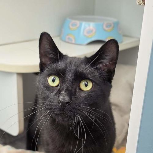 Nova