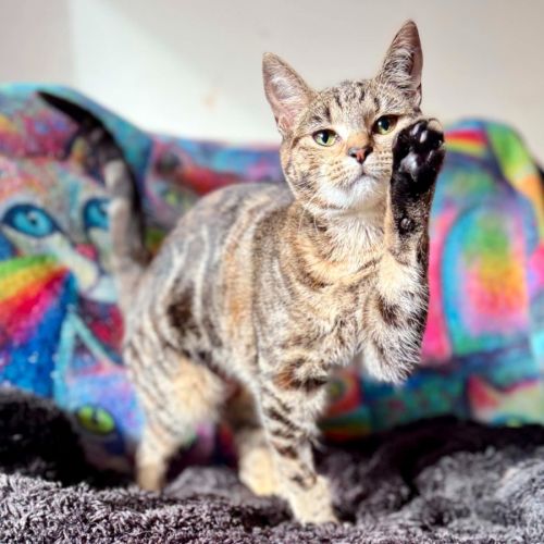 Natasha - In foster care in Templestowe