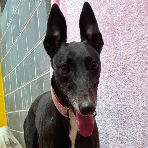 Veselka The Greyhound
