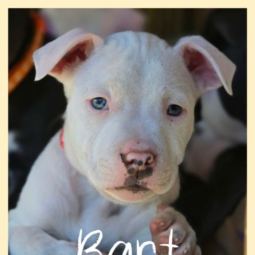 Bart