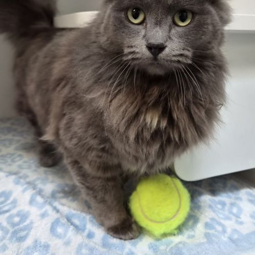Meeka