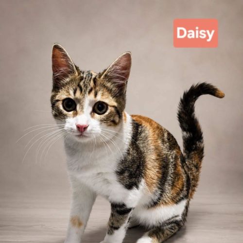 Daisy