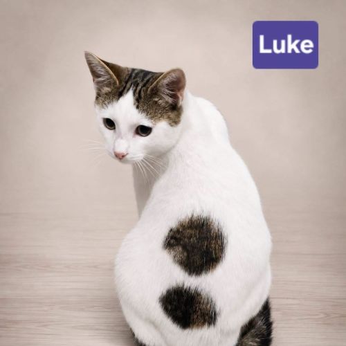 Luke