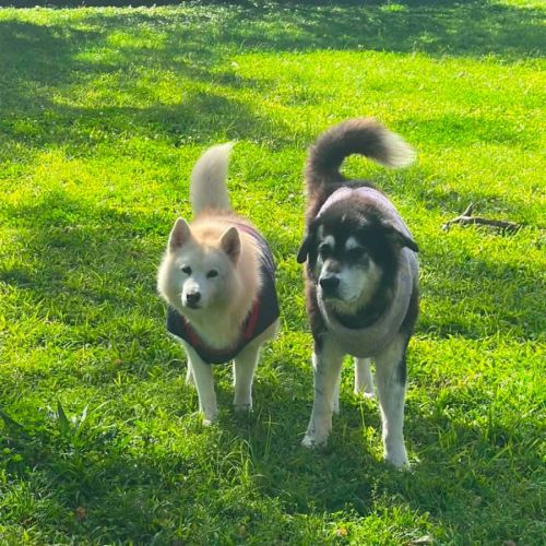 Kiara and Komet