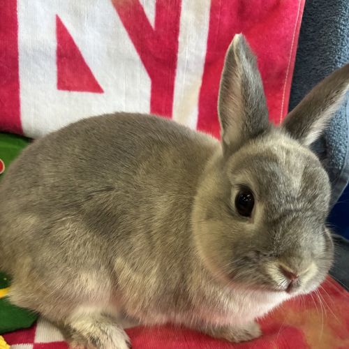 Clementine (bonded To Otis)