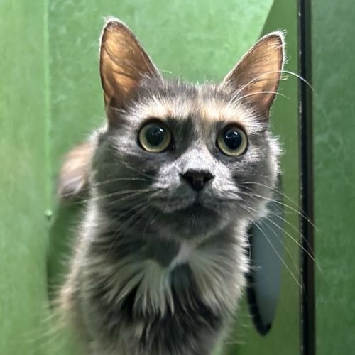 Wasabi (prev. Annie)
