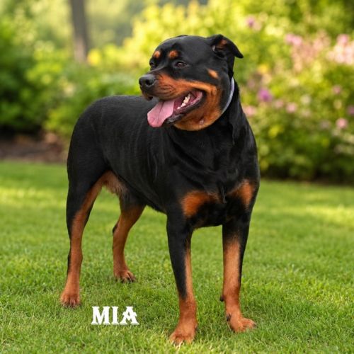 Mia