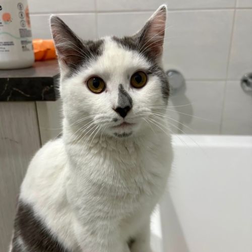 Victor