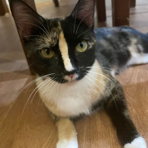 Ziva