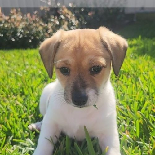 Gertrude - 9 Week Old Jack Russell X