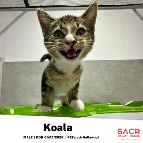 Koala