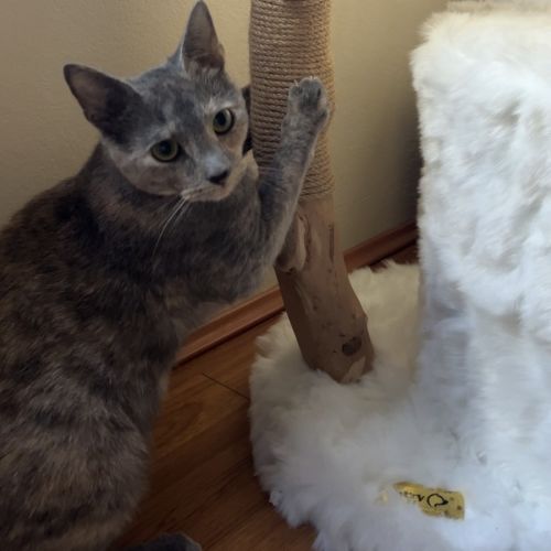 Delilah 
