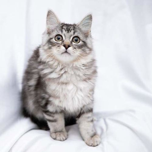 Fuzz