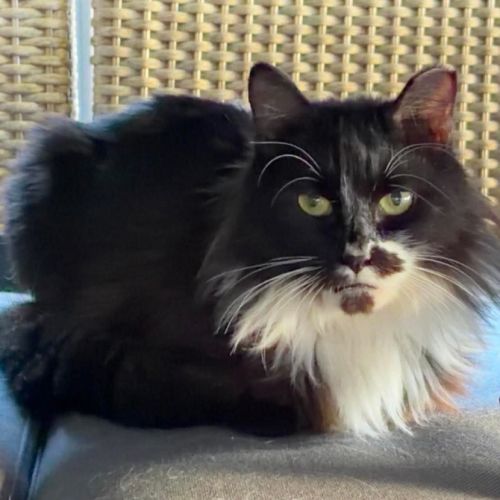 Bella