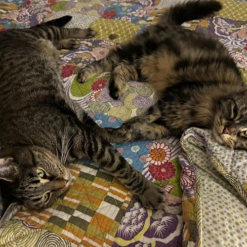 Bessie & Patch