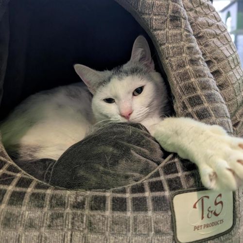 Whisper (bonded To Breeze)