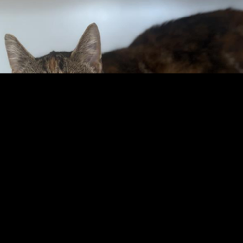 Rosie
