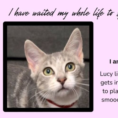 Lucy
