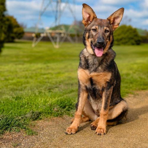 Rin Tin Tin 