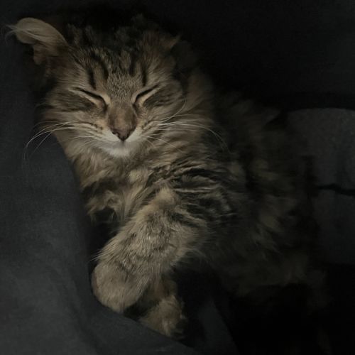 Ellie 